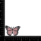 2 inch Light Pink, Black Butterfly Embroidered, Iron on Patch